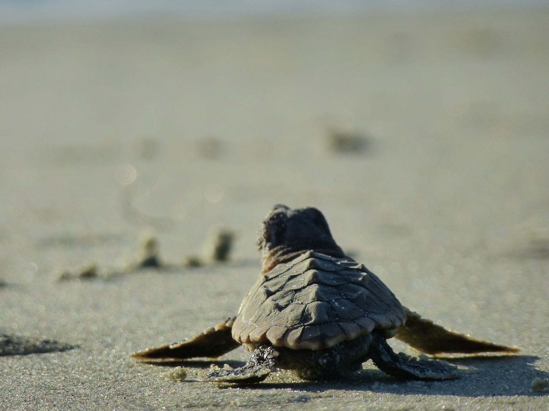 Loggerhead sea turtle resting on a sandy beach