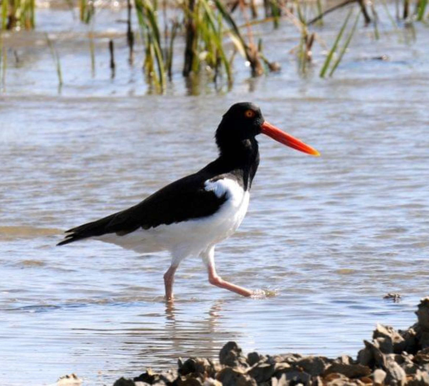 American oystercatcher standing along the shoreline