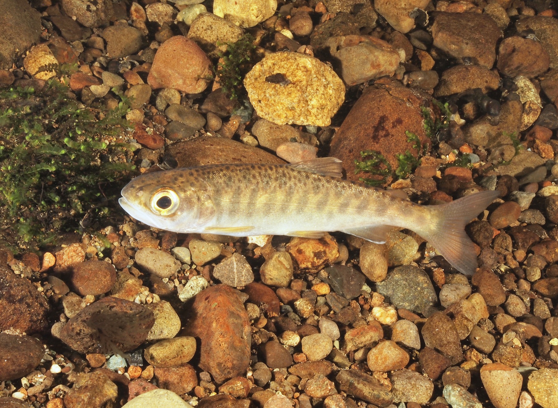 Juvenile coho salmon swimming in clear creek water